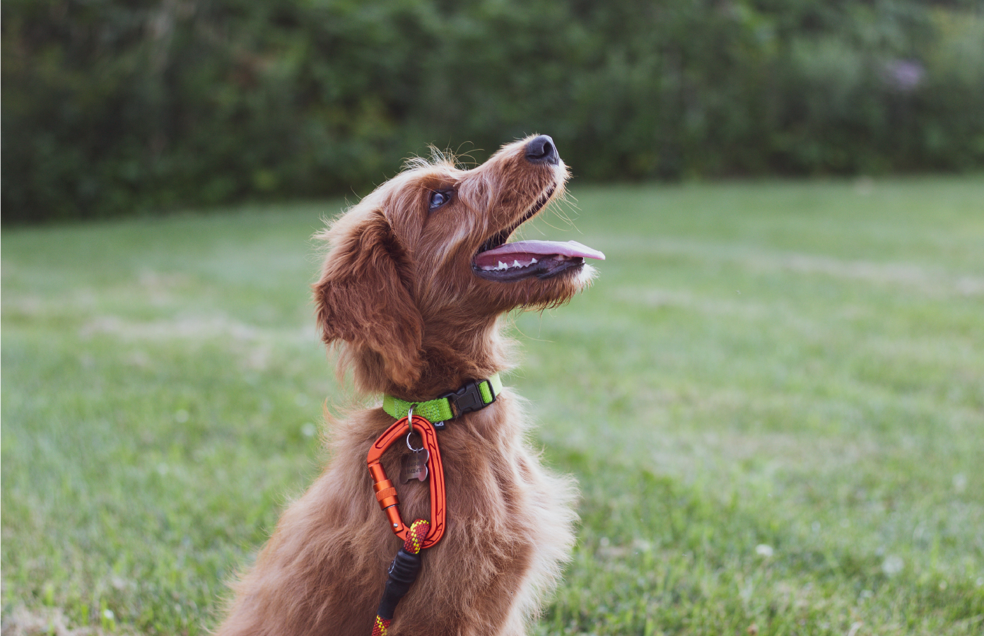 The Significance of Maintaining Consistency in Dog Clicker Training