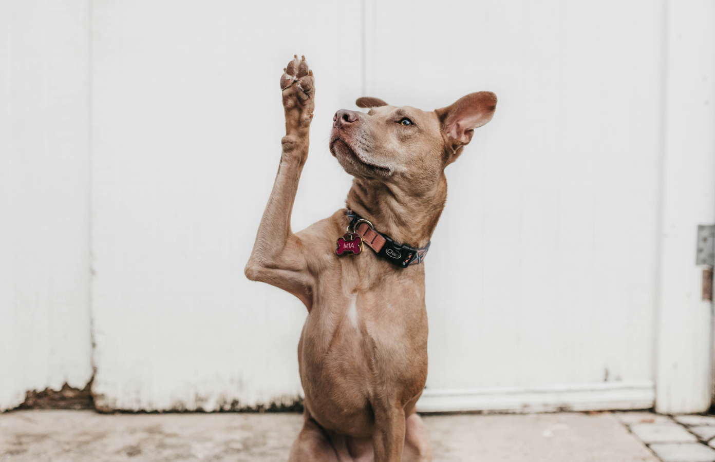 Interactive Clicker Training Games to Play with Your Dog