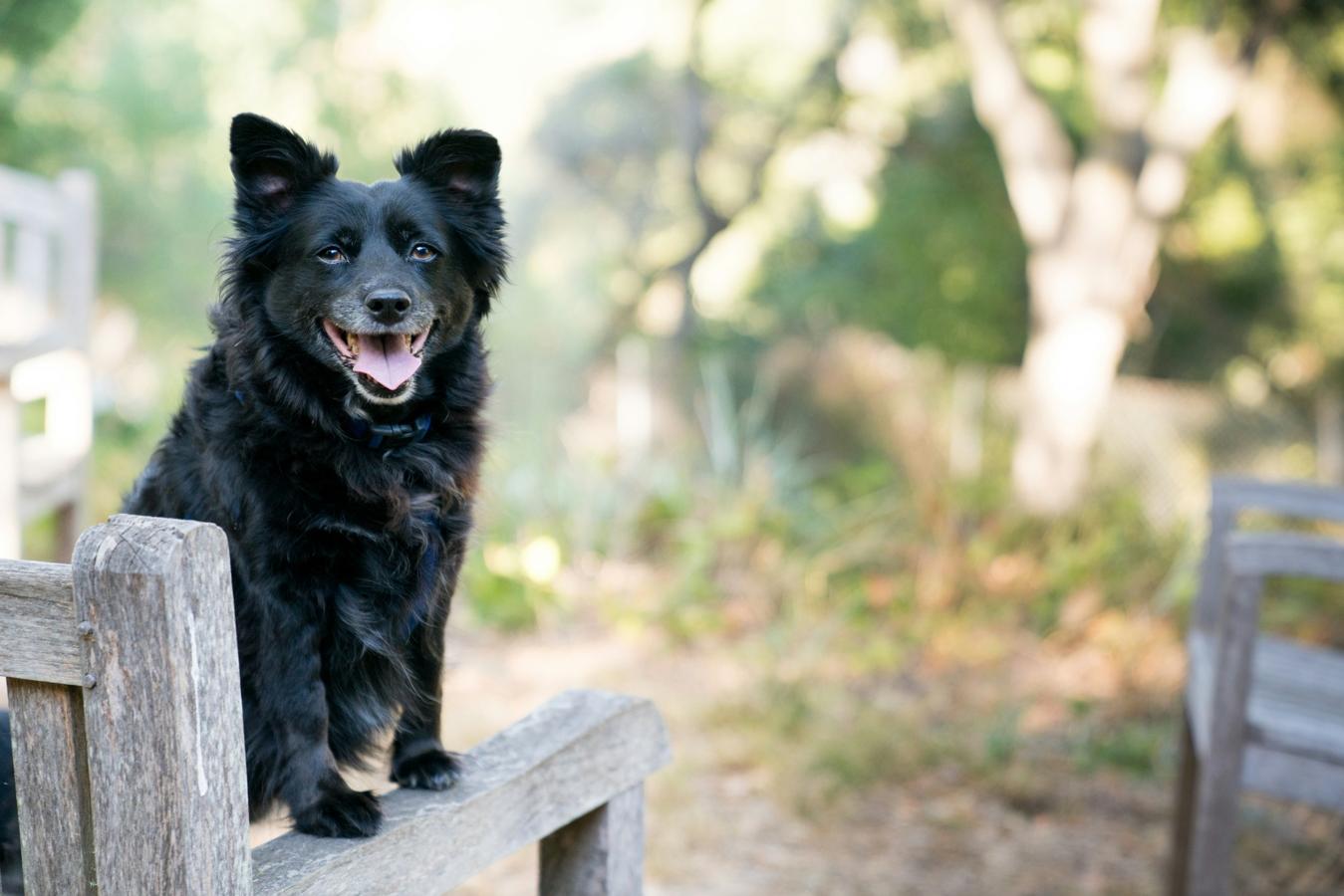 dog training on bench