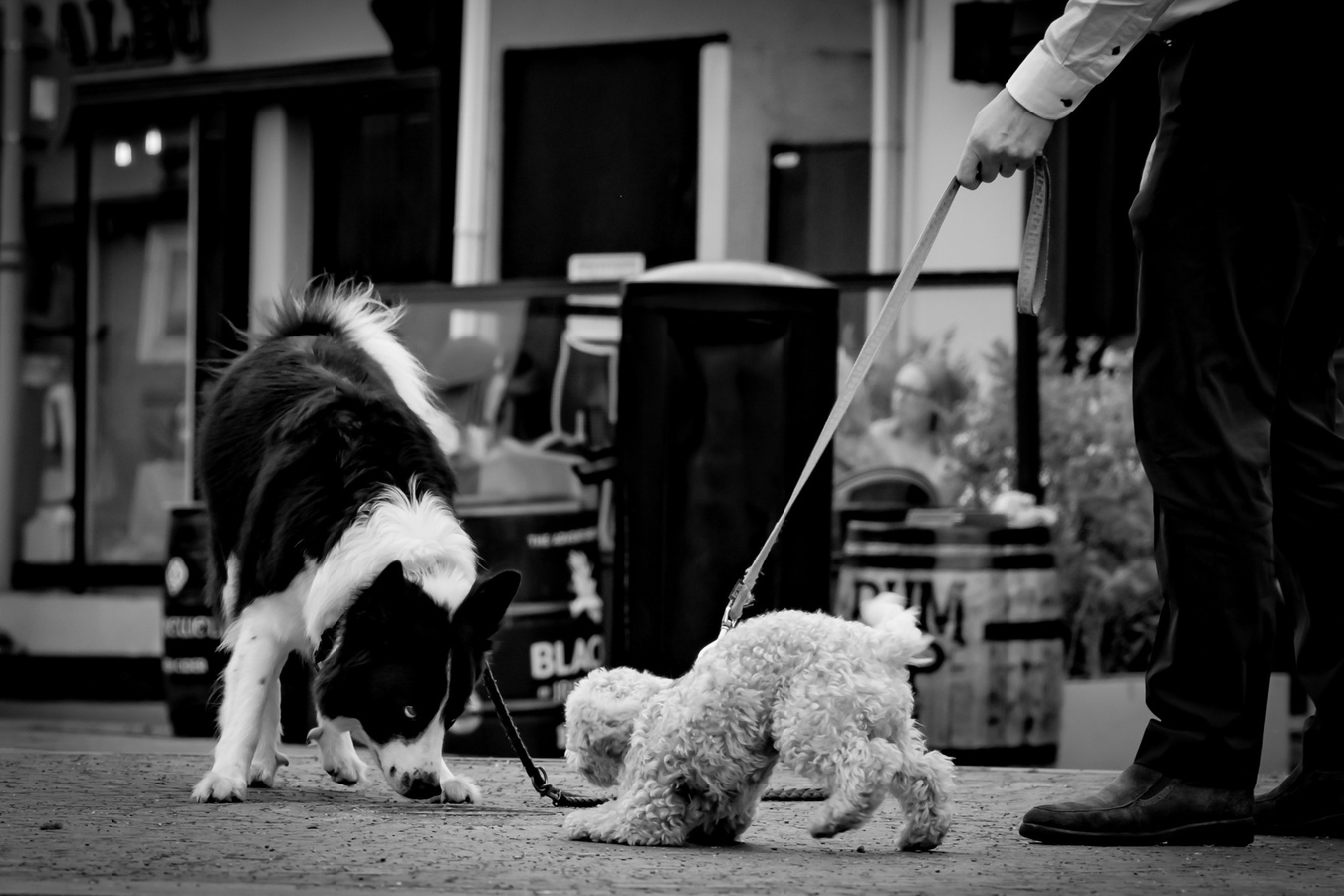 dog training