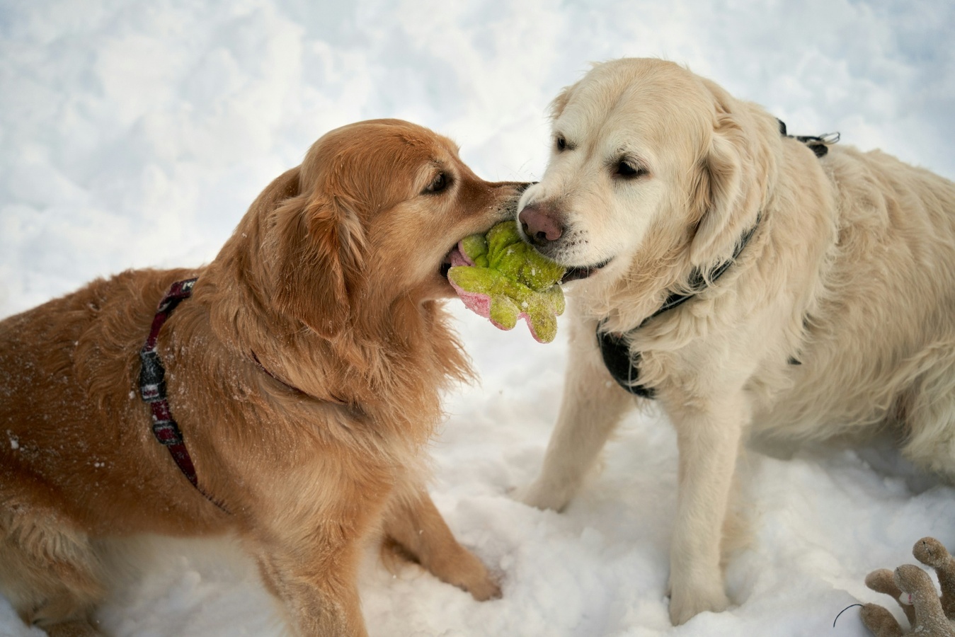 dog training