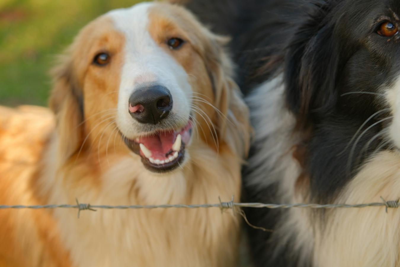 dog training