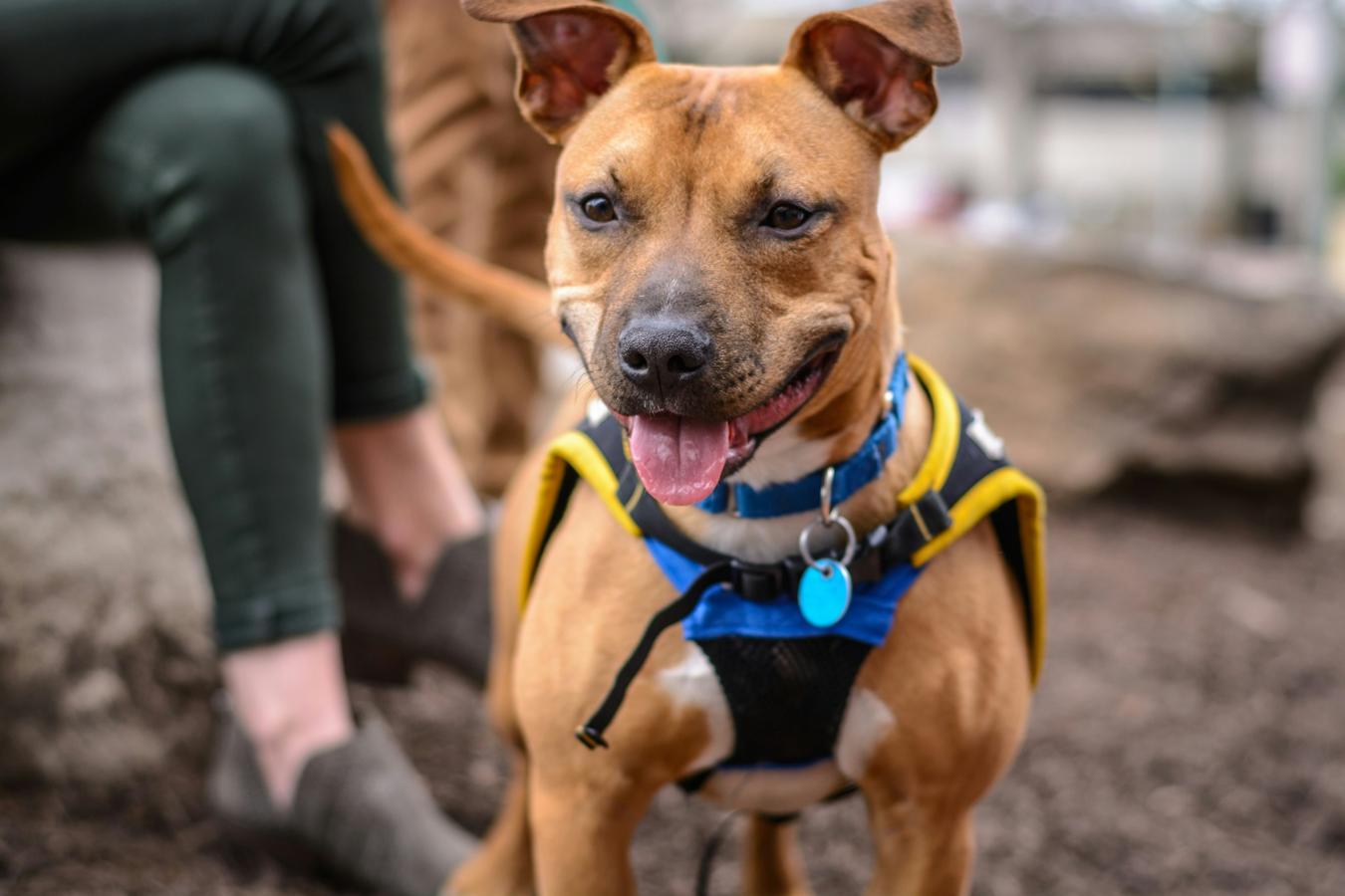 A happy dog wearing a harness, trained to respond to a dog whistle.