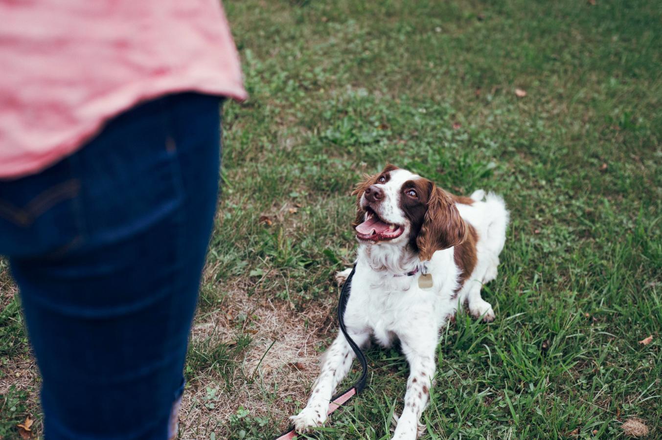 Dog attentively responding to a handler, trained using a dog training whistle.