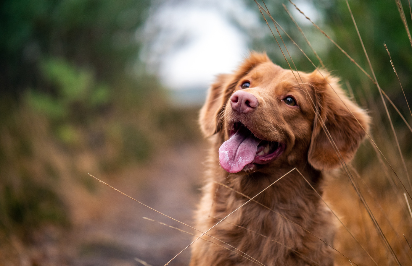 dog training whistles