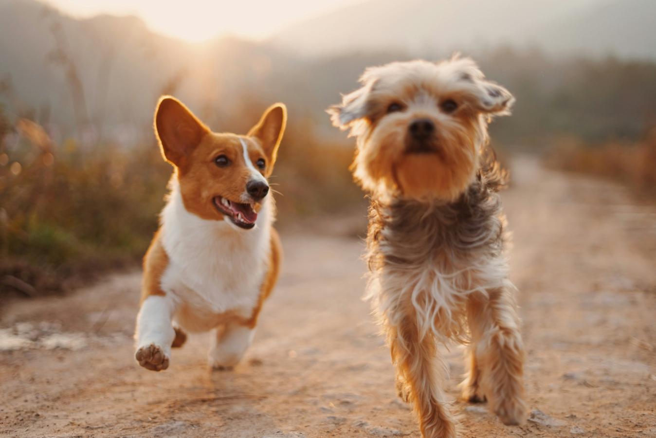 dog training whistles