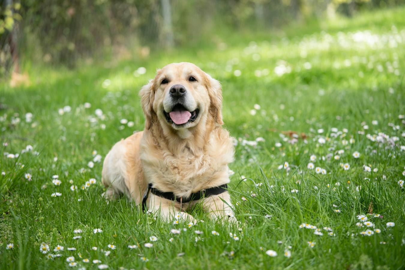Dog training - golden retriever