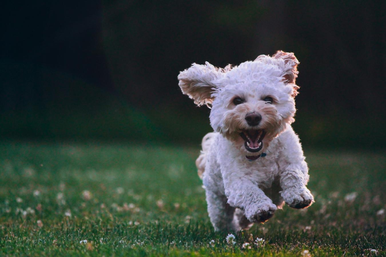 dog training