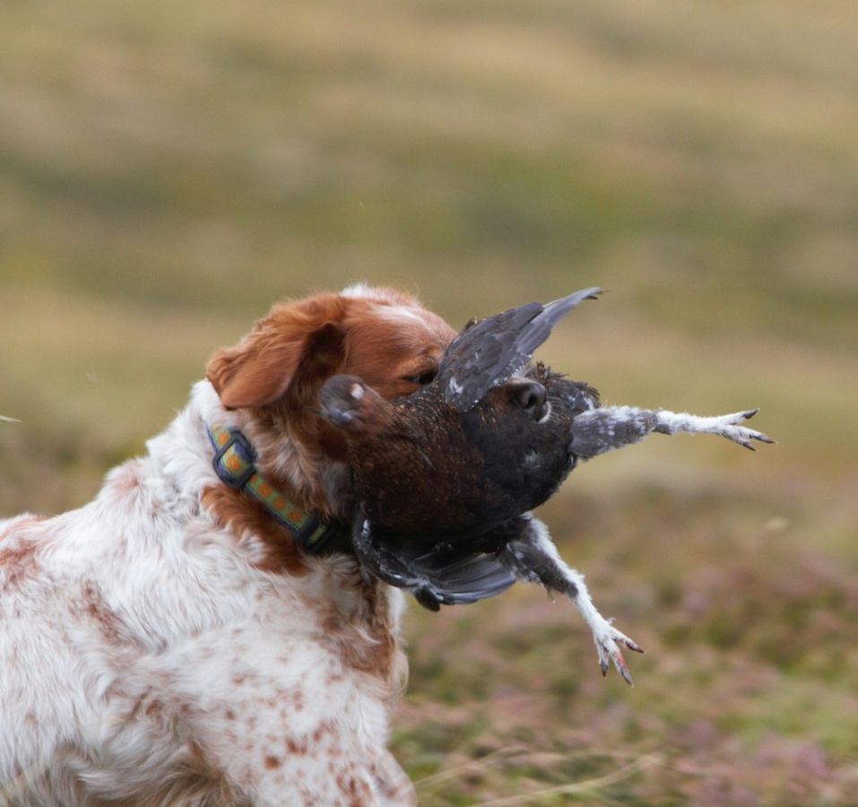 gun dog training