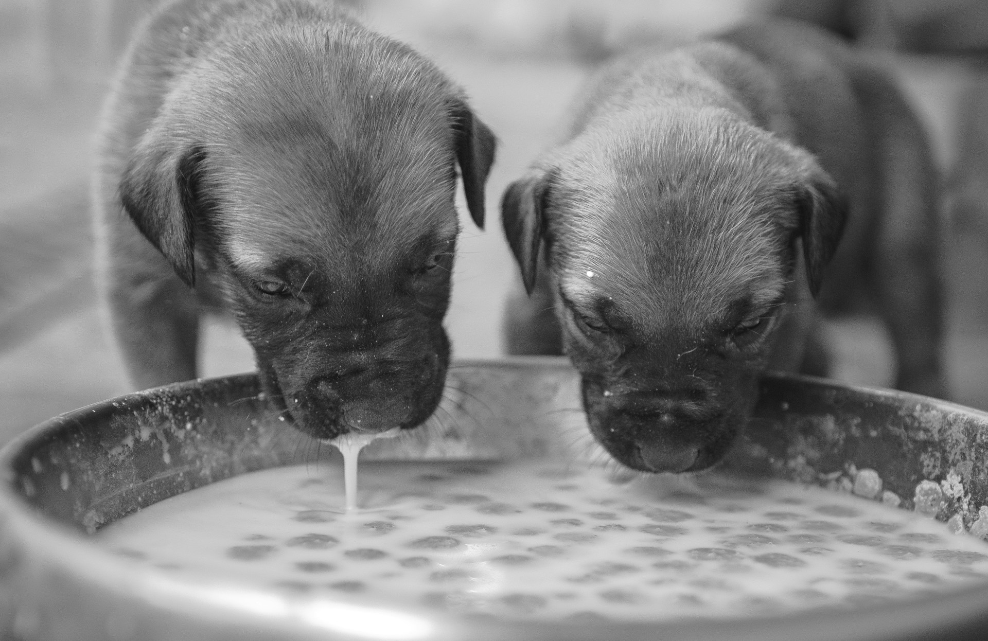 dog training - puppy