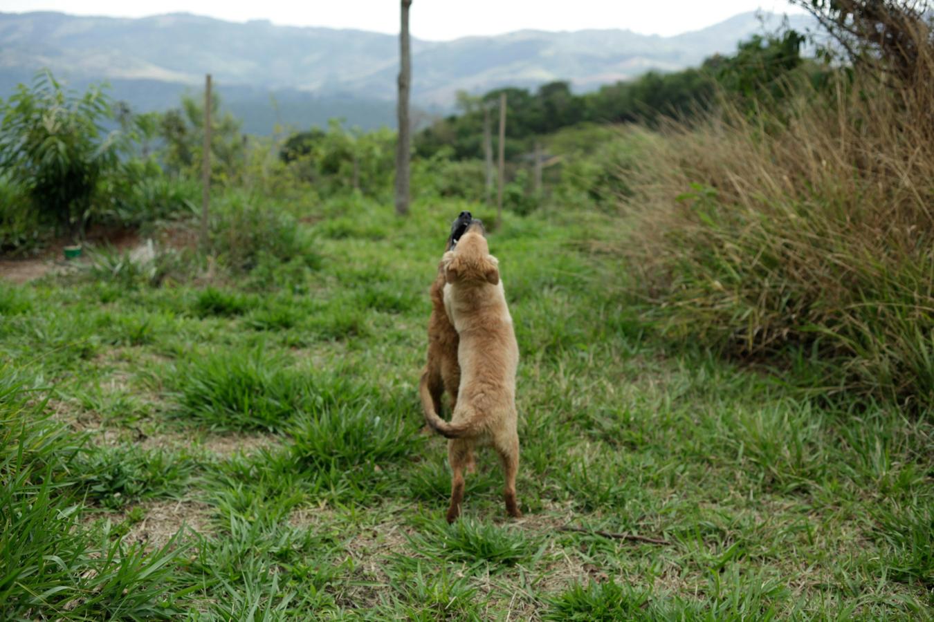dog training
