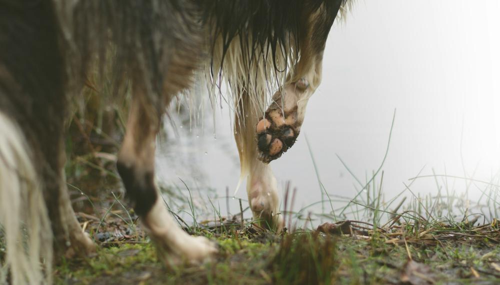 Step-by-Step Guide to Clicker Training Your Dog