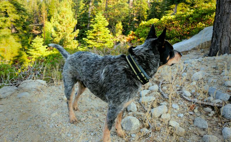 dog training