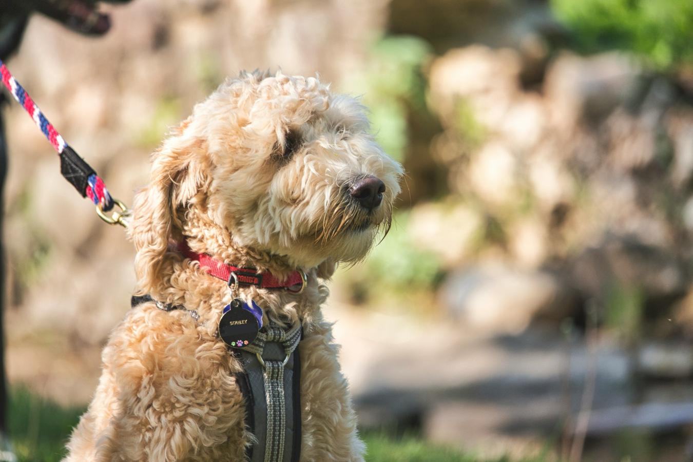 Dog training