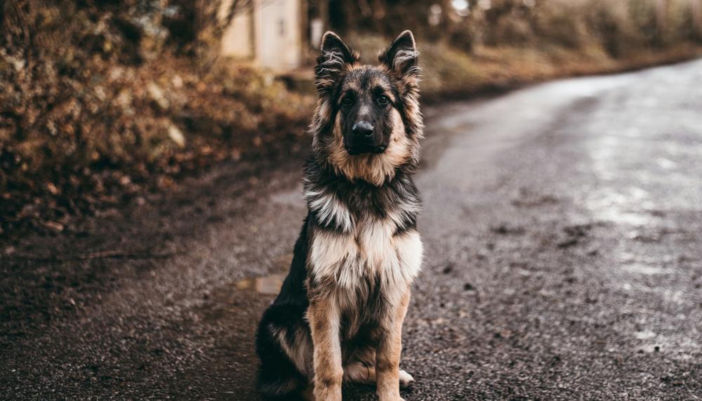 German Shepherd