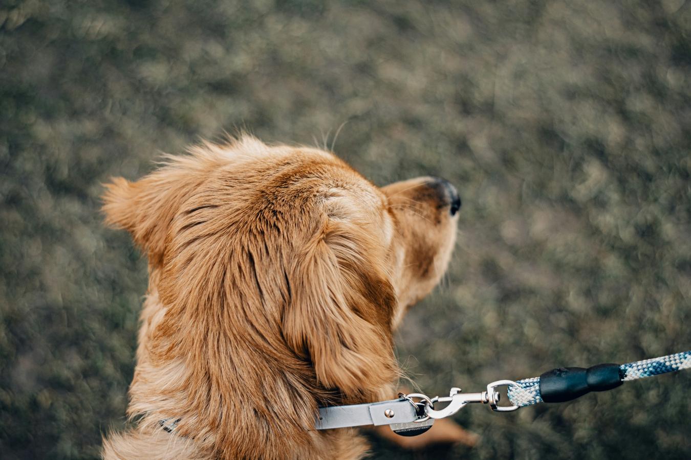 dog clicker
