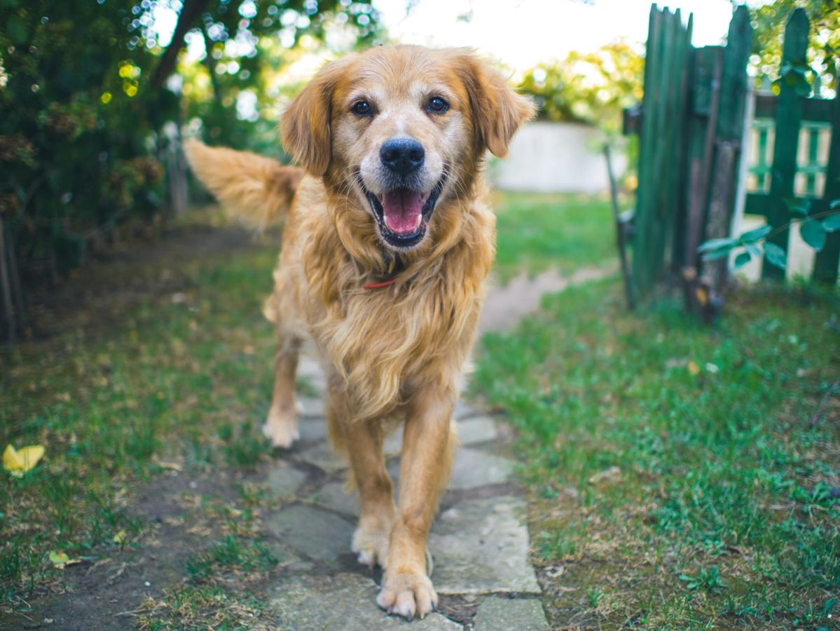 Dog training - golden retriever