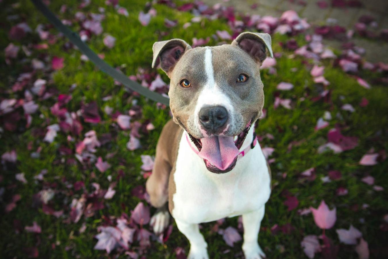 Training Specific Commands with a Dog Whistle