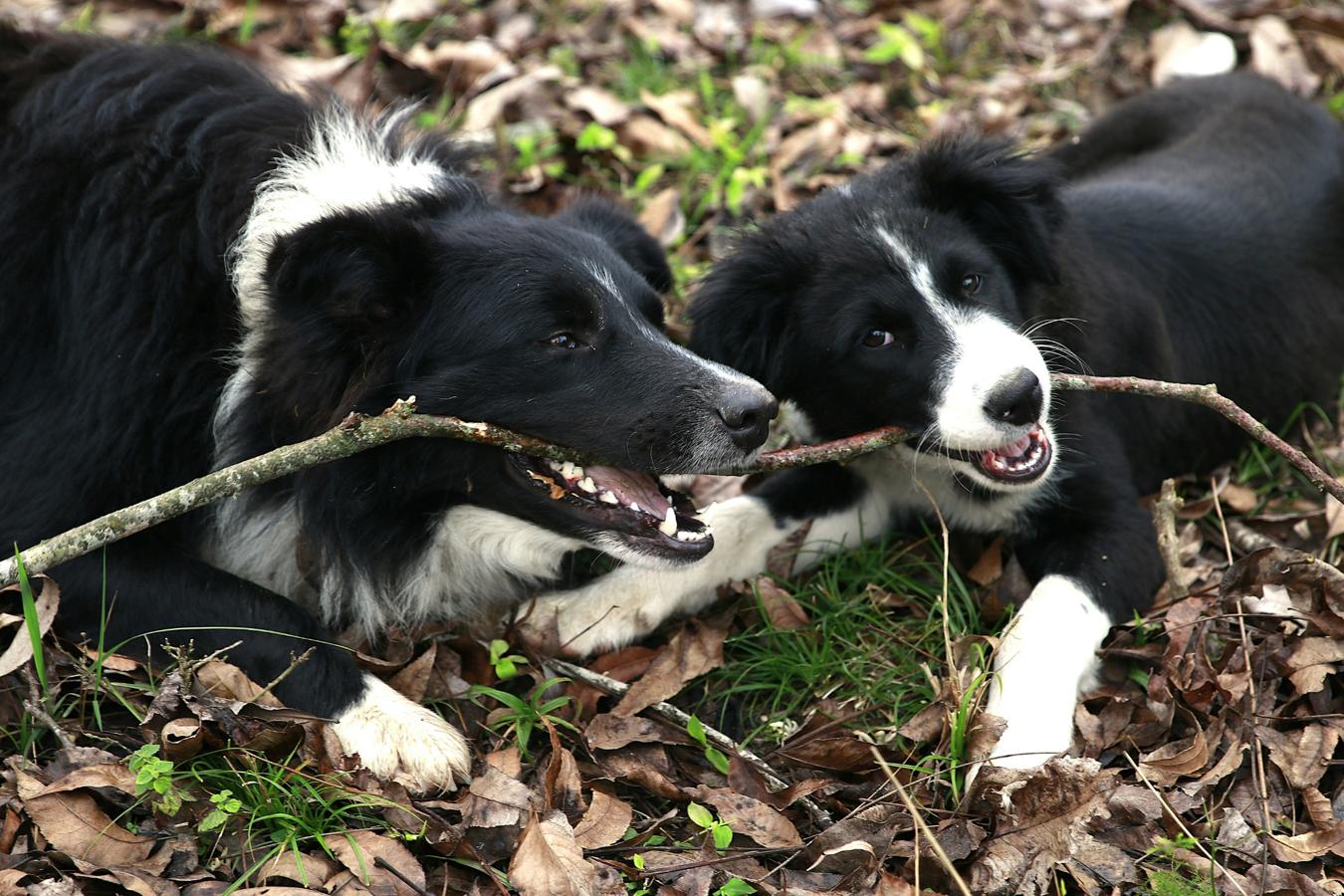 Two dogs chewing a stick