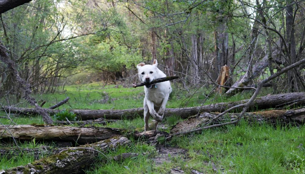 White dog jumping over a fallen tree