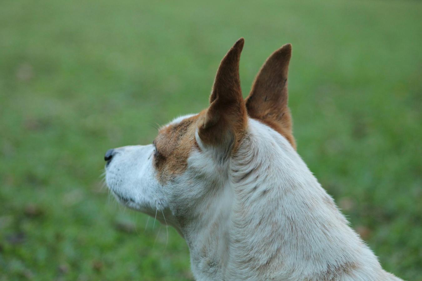 dog training