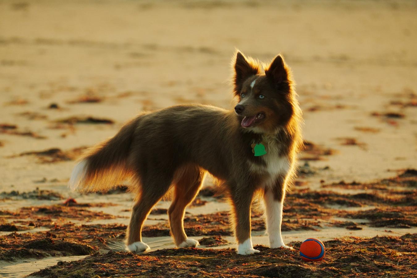 dog training