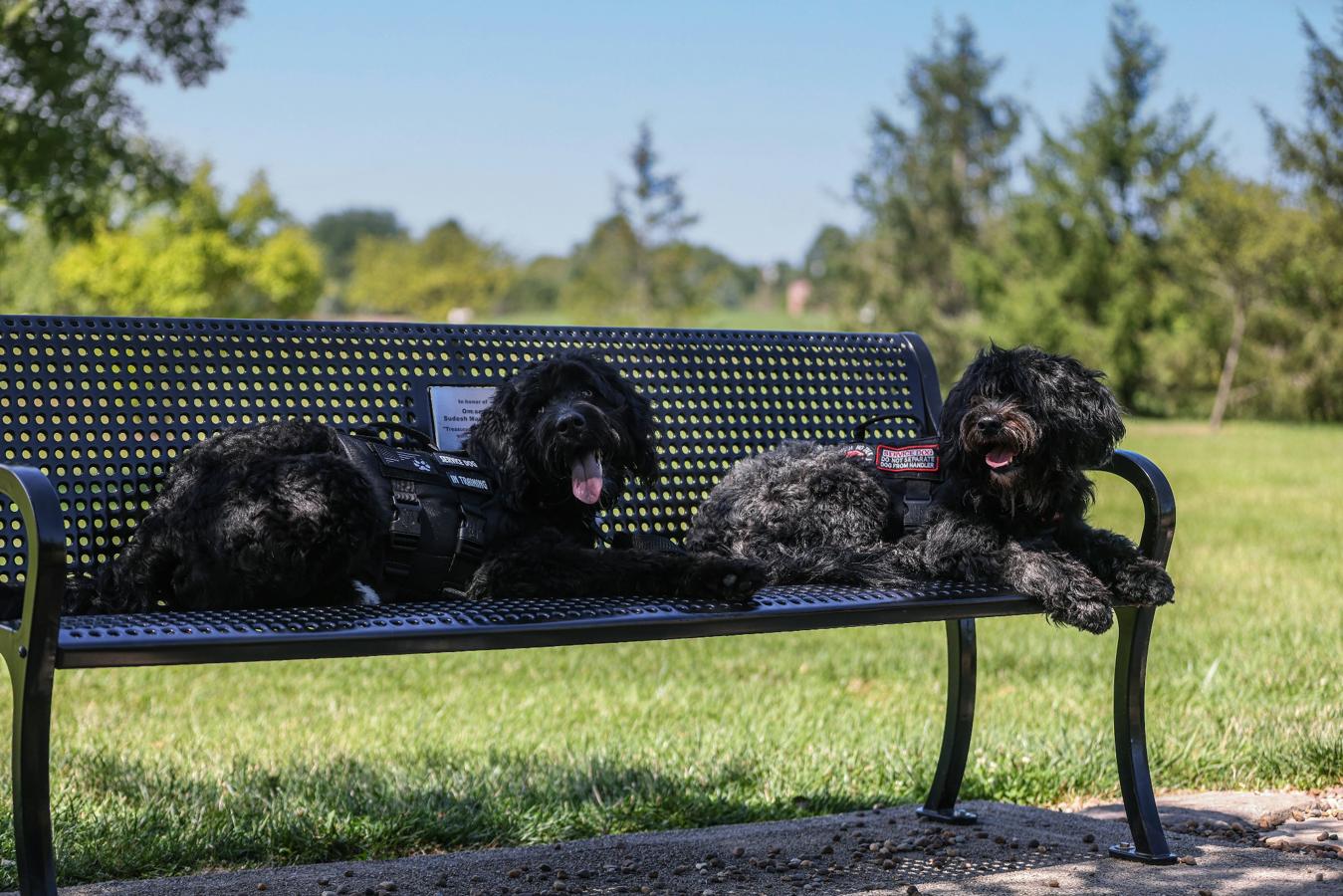 dog training