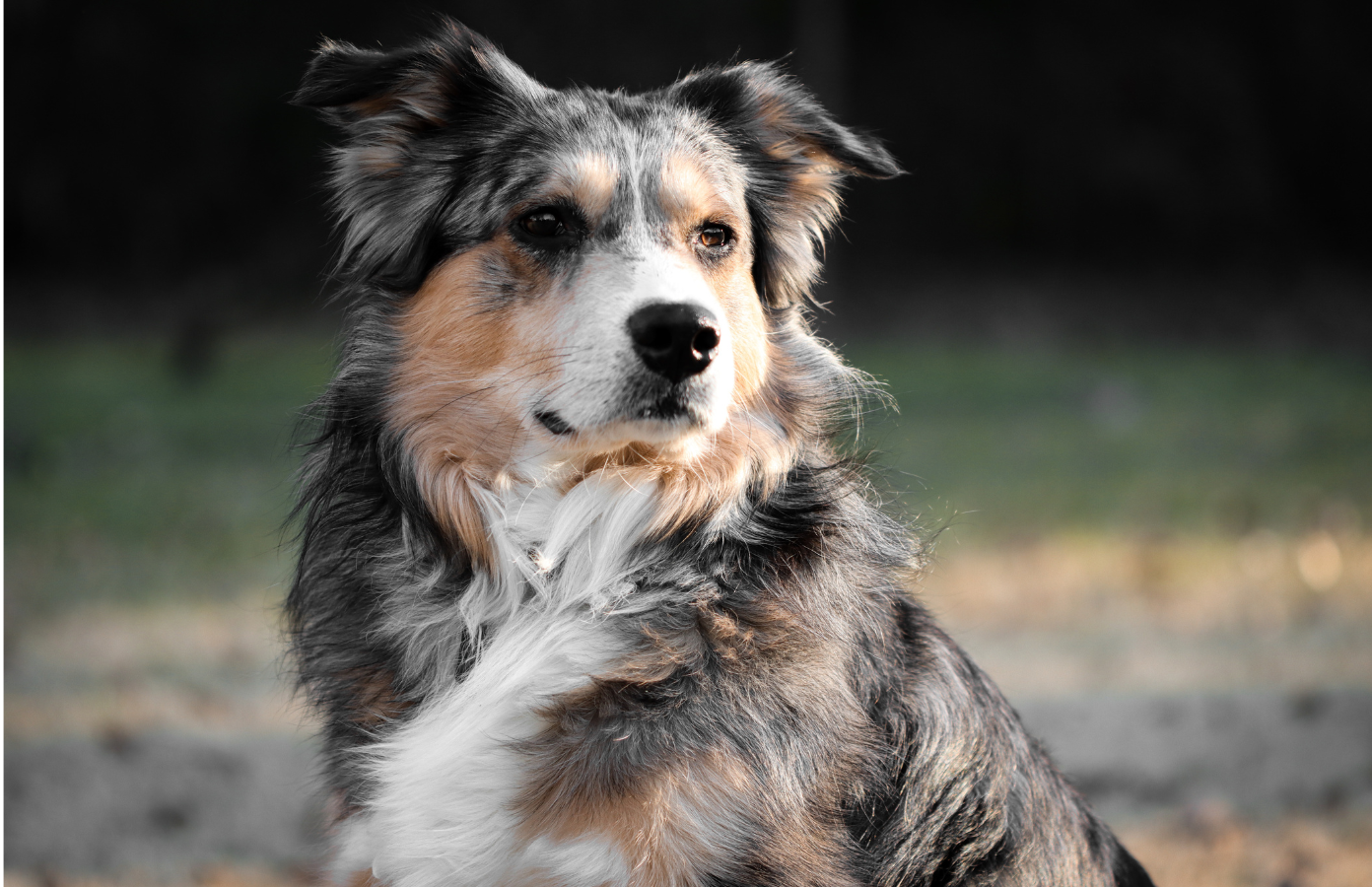 Mastering the iconic sheepdog whistle