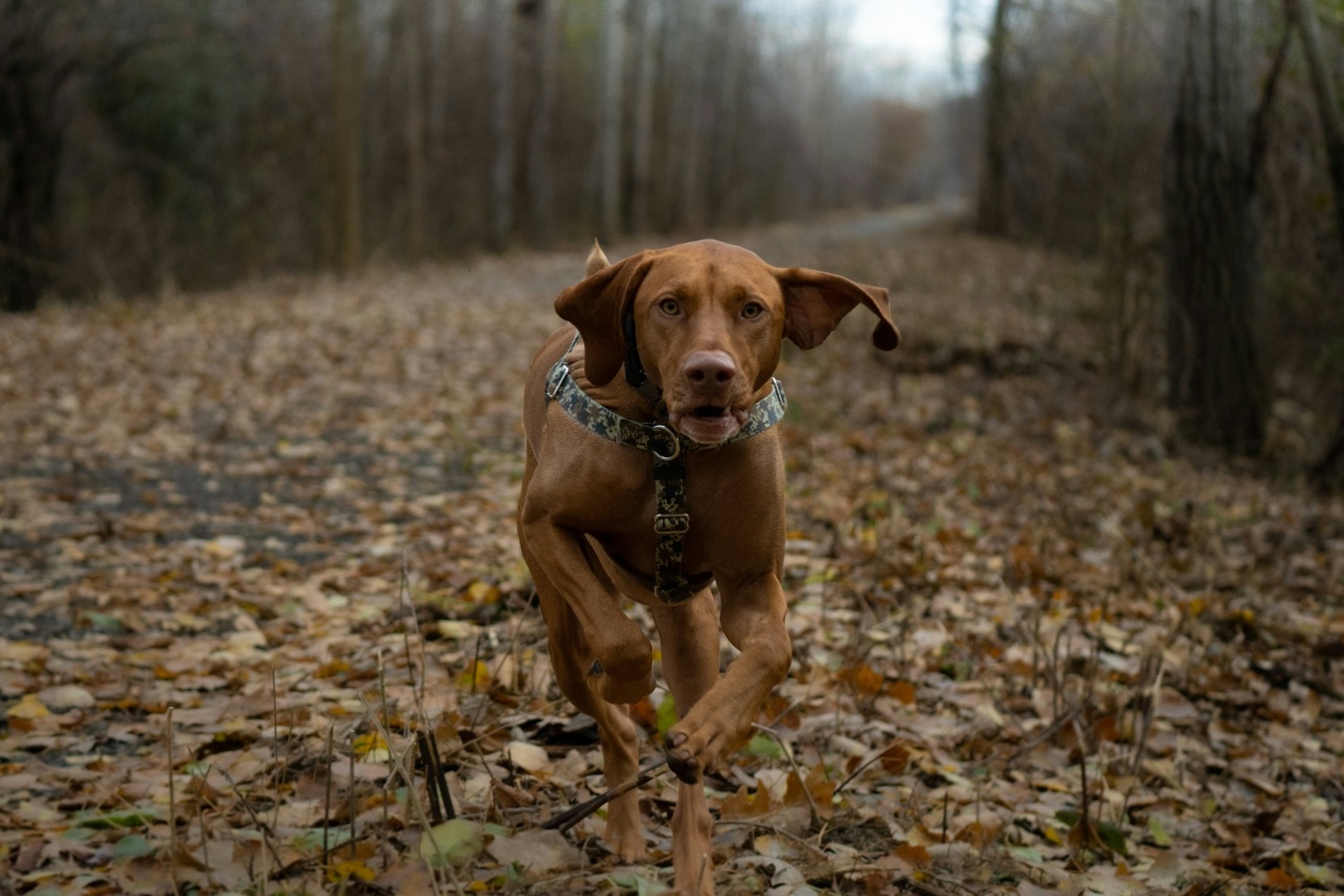 Dog running